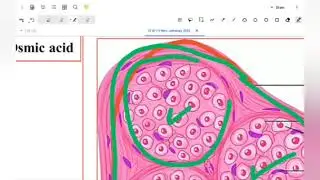 Nervous tissue part I 