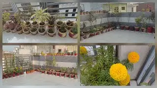 Terrace garden ki clining and plants  care 