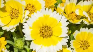 Ask Parks: Where can I see spring wildflowers?