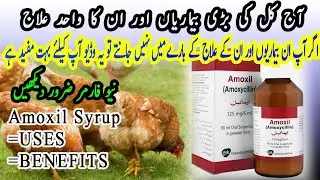 Use of amoxicillin in poultry|| Amoxil forte syrup uses