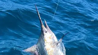 South west rocks solo black marlin 