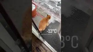 Cats reaction to #cold #weather  #funny #pets #memes #cute #lmao