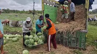 AMAZING PROCESS: WEIGHING WATERMELON HARVEST WITH SPECIAL EQUIPMENT! -agriculture modern