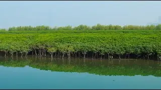 GLOBALink | China's coastal city achieves solid progress in mangrove conservation