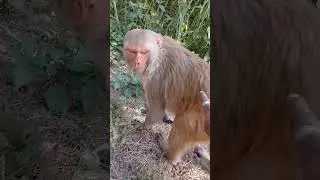 bandariya sang masti #funny #video
