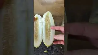 Cucumber Seed Harvest: Do's and Don'ts