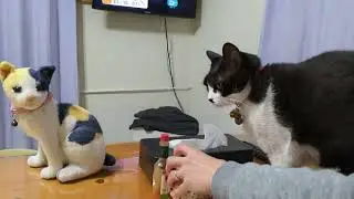 今朝のぽこちん王子
