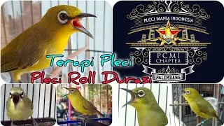 Pleci Roll Durasi Untuk Terapi Pleci Ngalas Buka Paruh #pcmi #terapiburungmacet #terapipleci #pleci