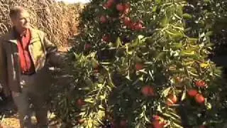 Georgia Grown Citrus  - Georgia Farm Monitor