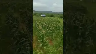 Crope # nature😊🥰 #like and subscribe 😊