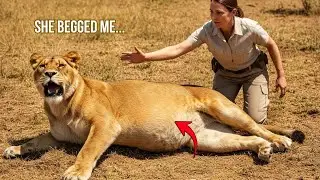 Emotional Rescue: Helping A Mother Lion Give Birth To Healthy Cubs