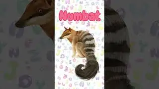 N is for: Animals beginning with 