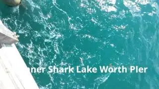 lake worth pier shark