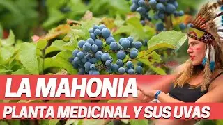MAHONIA O UVA DE OREGÓN. Fruto medicnal y rico en vitamina C. Plantas medicinales.