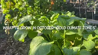 What to Grow in OCTOBER | COLD CLIMATE Zone 5| #gardening #homesteading #organic 