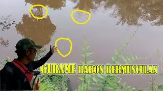 Ya Ampun...!!!! Ikan Guramenya Banyak yang Muncul Kepermukaan melahap makanan
