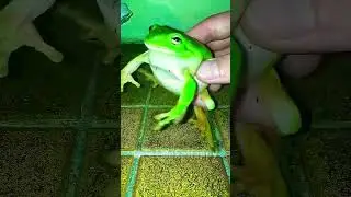 cute & funny frogs #animals #pets