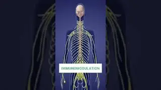 Spinal Revival: Stem Cell Therapy for Spinal Cord Injury #SpinalCordInjury #SCI #spineinjury