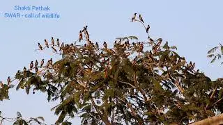 Name : Rosy Starling Scientific name : Pastor roseus Location : Surat (Gujarat) Camera : Nikon P900