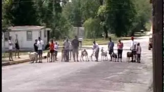 Mystic 4th of July Celebration - Goat Racing Video 3