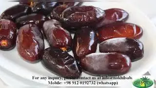 High quality Fresh Iranian Kabkab Date for export