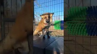 Небольшое сообщение от лисиц Рейнджера и Пайпер! У этих двоих НЕТ спонсоров!!