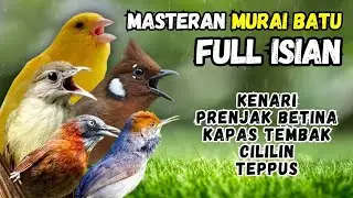 Masteram Murai Isian Kenari, Prenjak Tir, Kapas Tembak, Cililin, Teppus