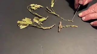FAGACEAE