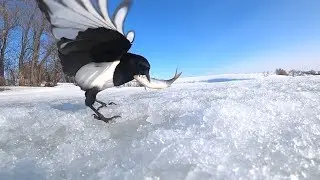 Скрытая камера на сорок и ворон