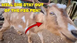 Where's the best place for a pig enclosure? Let's stew on it!
