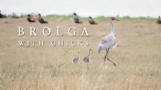 Dancing Brolga with chicks 4K Australian Birds