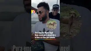 &iexcl;Pura empat&iacute;a! Miguel &Aacute;ngel Borja rescata perro desnutrido y lo lleva a su finca para salvarlo