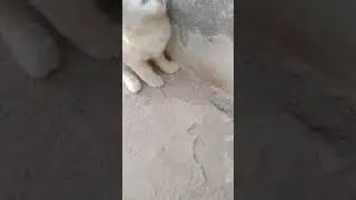 White Persian Cat Blue Eyes New Video
