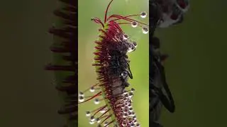 Bug eating plant wraps tentacles around prey #plants #carnivorousplant