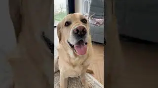 Ну есть же польза от лабрадора😁