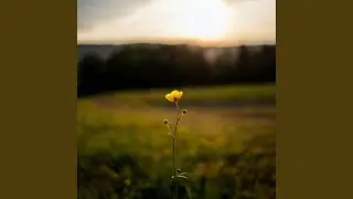 A Tender Heart