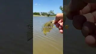 I want your daddy TOO!🗣️🔥 #fishing #shorts