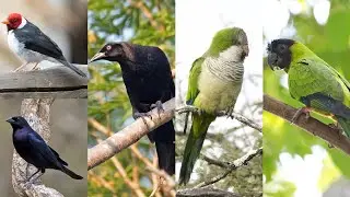 Algumas aves brasileiras / Some Brazilian birds - #9