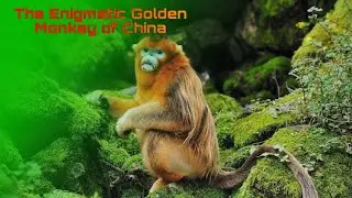 The Enigmatic Golden Monkey of China || nature unleashed || Nature documentary || #facts #secrets