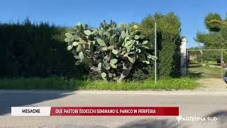 29 DICEMBRE 2025   MESAGNE   DUE PASTORI TEDESCHI SEMINANO IL PANICO IN PERIFERIA