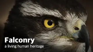 [UNESCO] Falconry, a living human heritage