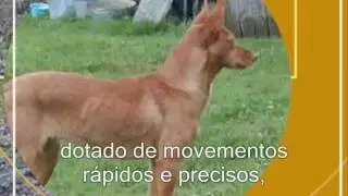 Cinoloxía Galega: Razas de cans galegas