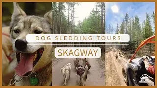 Amazing Dog Sledding Tours in Skagway, Alaska