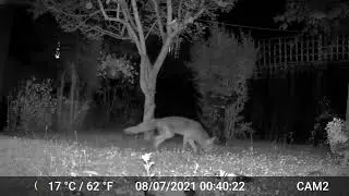 Pictures & Videos GardePro A3 Wildlife Trail PIR Camera 2 of 2 Worcester, UK 7th To 12th July 2021
