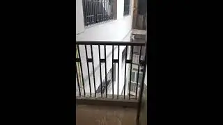 Actual Flat Visit In Logix Blossom County Sector 137- Noida Expressway