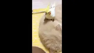 Cockatiel Bird Grabbing Cat&rsquo;s Ear, as It Lays on Its Side, Then Flies Away