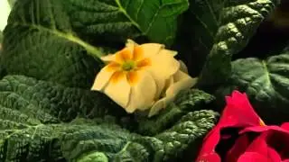 Primula acaulis
