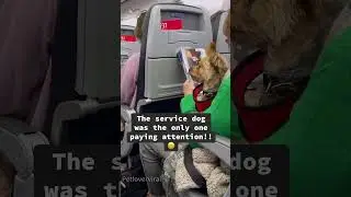Собака в полете #собака #видеос собаками #любитель собак #полет #fyp