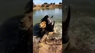 Rhino vs Lion: Watering Hole Turns Into Chaos 🦏🦁