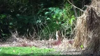 AwA Agile Wallabies (Macropus agilis)